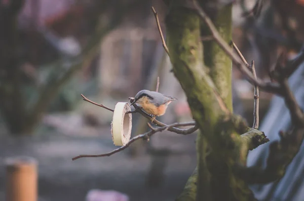 Kuş Yemi Hazırlanmış Yiyecekler Kışın Ağaçta Asılı Durur — Stok fotoğraf