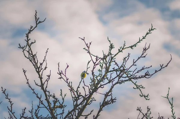 Ülkede Sonbahar Atmosferinde Yaprakları Olmayan Boş Bir Ağaç — Stok fotoğraf