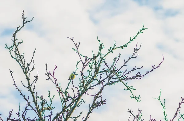 Ülkede Sonbahar Atmosferinde Yaprakları Olmayan Boş Bir Ağaç — Stok fotoğraf