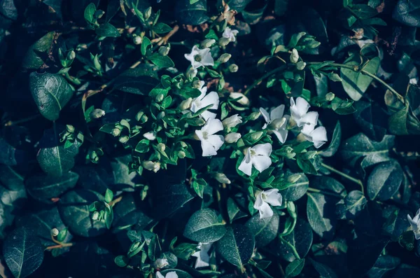 Hermosa Planta Siempreverde Con Flores Blancas Hojas Color Rojo Oscuro — Foto de Stock