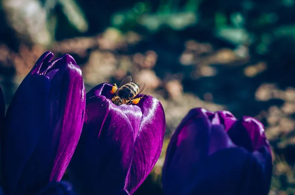 Famille Des Crocus Violets Des Abeilles Volantes Insecte Dans Jardin — Photo