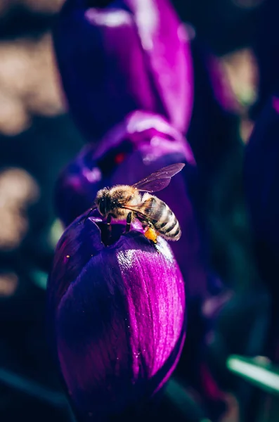 Familia Azafranes Violetas Abejas Voladoras Insecto Jardín Primavera — Foto de Stock