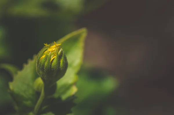 Bud Doronicum Yellow Flower Green Background Copy Space — Stock Photo, Image