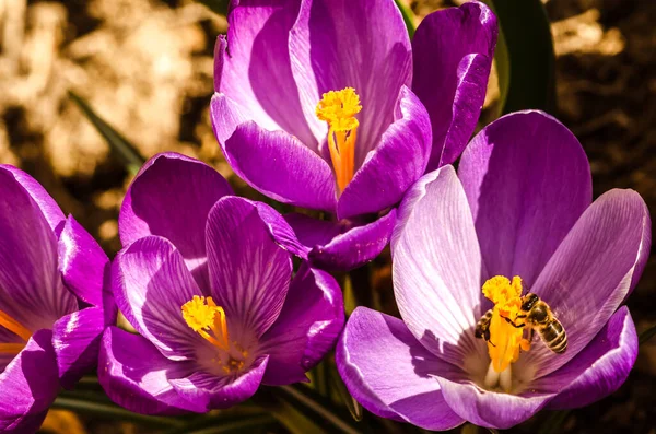 Flying Bees Pollinating Blooming Purple Crocus Flowers Spring Garden — Stock Photo, Image