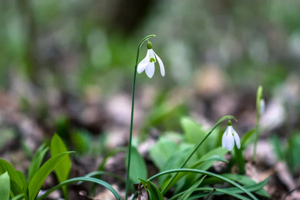 Início Primavera Flores Brancas Neve Floresta — Fotografia de Stock