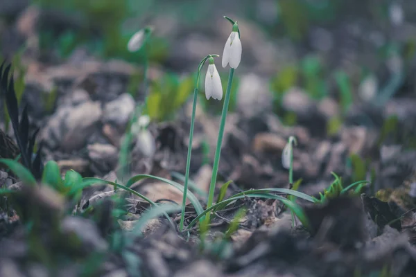 Časné Jaro Bílé Sněžení Květiny Lese — Stock fotografie