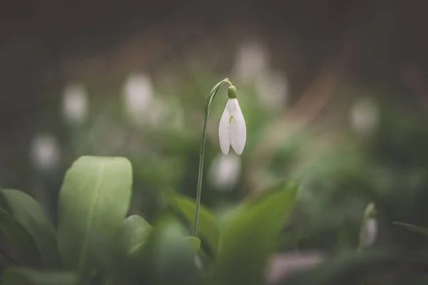 Principios Primavera Flores Nieve Blanca Bosque — Foto de Stock