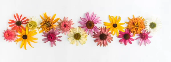 Pancarta Coloridas Flores Equinácea Rudbeckia Sobre Fondo Blanco Amarillo Rosa —  Fotos de Stock