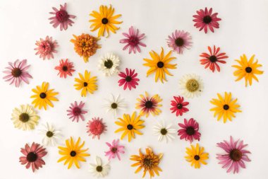 arka plan renkli ekinezya ve Rudbeckia çiçekleri beyaz arka plan, sarı, pembe ve mor arkaplan