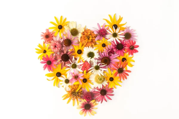 Corazón Coloridas Equináceas Flores Rudbeckia Sobre Fondo Blanco Amarillo Rosa — Foto de Stock