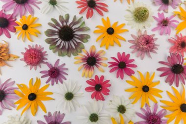 arka plan renkli ekinezya ve Rudbeckia çiçekleri beyaz arka plan, sarı, pembe ve mor arkaplan