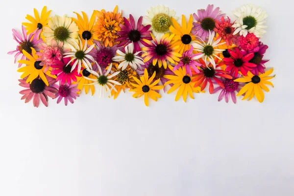 Banner Aus Bunten Echinacea Und Rudbeckia Blüten Auf Weißem Hintergrund — Stockfoto