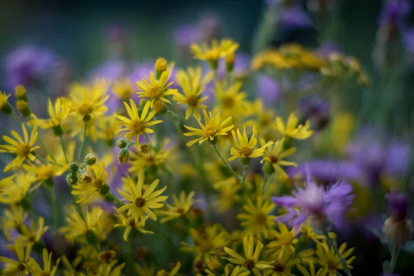 小さな黄色の花とピンクの花の背景 — ストック写真