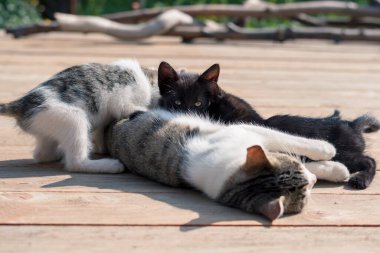 Bir grup sevimli kedi yavrusu uyumakta ve rahatlamaktadır.
