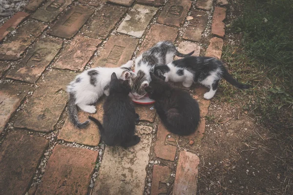Skupina Roztomilé Kočička Pet Jíst Spolu — Stock fotografie