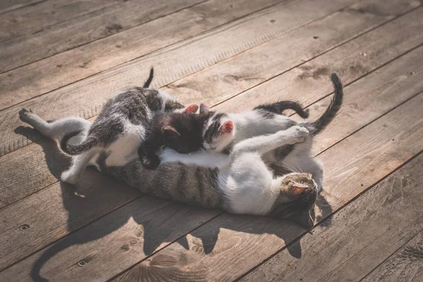 Група Милих Маленьких Кішок Які Добре Проводять Час Граючи Разом — стокове фото
