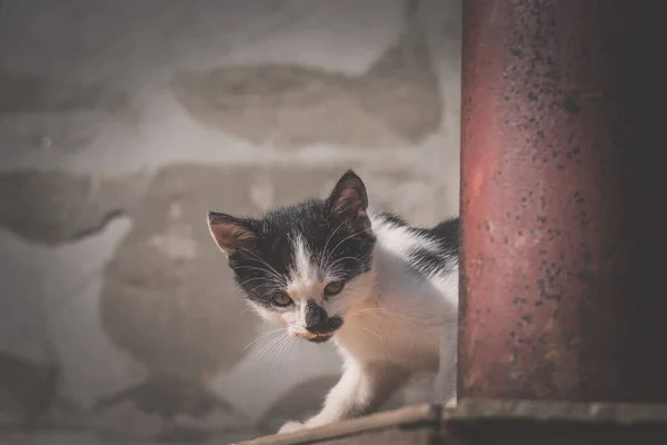 Schattig Huisdier Kat Met Vlekken Gezicht — Stockfoto