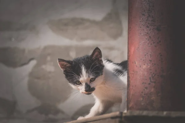 cute domestic cat with spots face