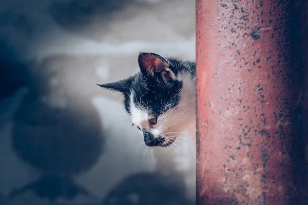 Cute Domestic Cat Spots Face — Stock Photo, Image