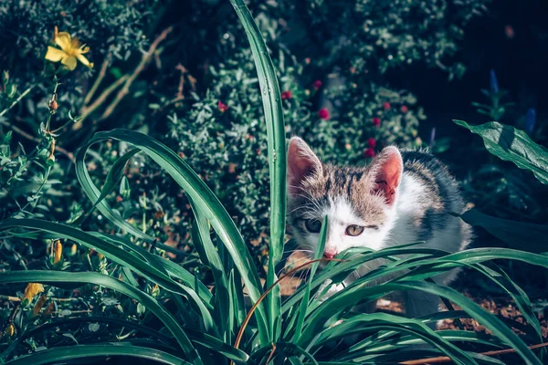 Adorable Little Cat Crawling Garden — Stock Photo, Image