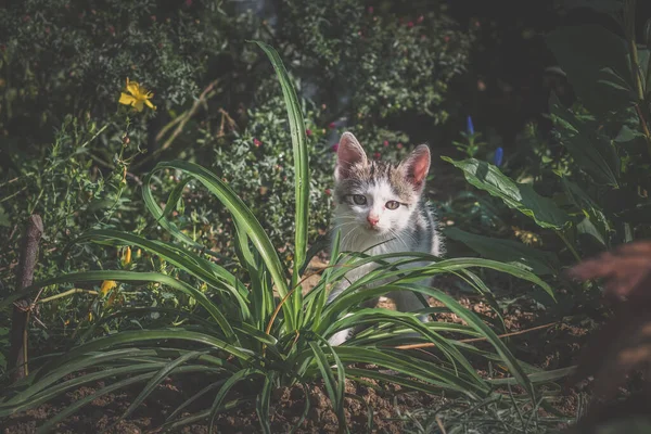 Adorable Pequeño Gato Arrastrándose Jardín —  Fotos de Stock