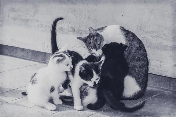 Grupo Gatos Domésticos Comiendo Alimentos Juntos — Foto de Stock