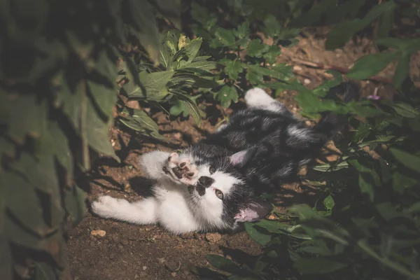 Rozkošná Malá Kočka Plazí Zahradě — Stock fotografie