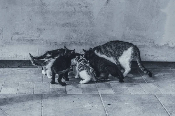 Grupo Gatos Domésticos Comendo Alimentos Juntos — Fotografia de Stock