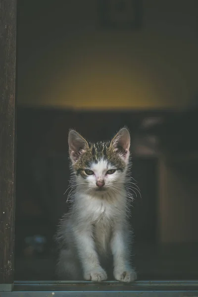 Schattig Schattig Kat Baby Portret — Stockfoto