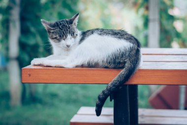 Tatlı uykucu kedi masada dinleniyor.