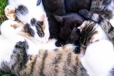 Kedi emziren kedi yavruları bahçede.