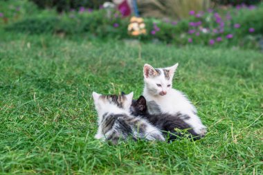 Yeşil çimenlerde birlikte oynayan sevimli kedi yavruları.