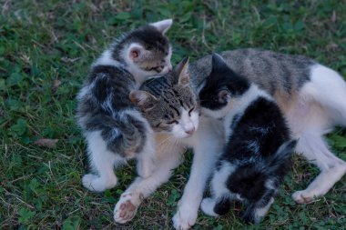 Kedi bahçede kedi yavrularıyla eğleniyor.