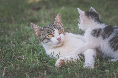 Kedi bahçede kedi yavrularıyla eğleniyor.