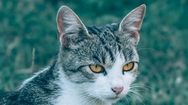 Baharın yeşil bahçesinde kedi yüzü
