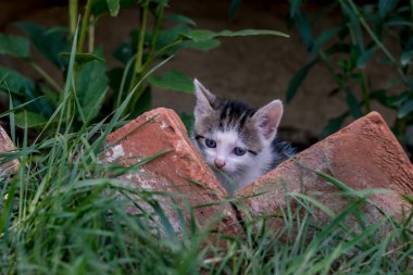 Kırmızı tuğlaların arkasında küçük gri kedi evcil hayvanı.