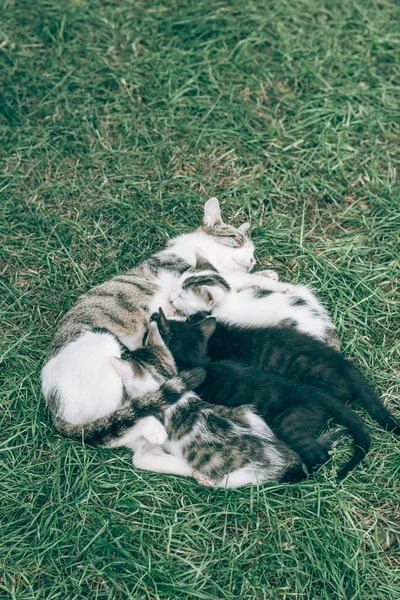 Katze Stillt Katzenbabys Garten — Stockfoto