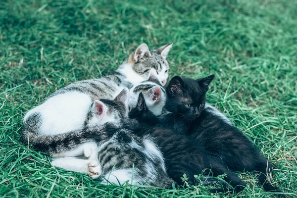 Gato Amamentação Gato Bebês Jardim — Fotografia de Stock