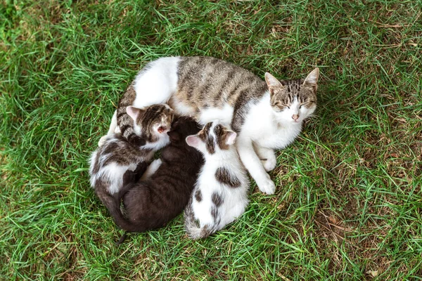 Gato Amamentação Gato Bebês Jardim — Fotografia de Stock