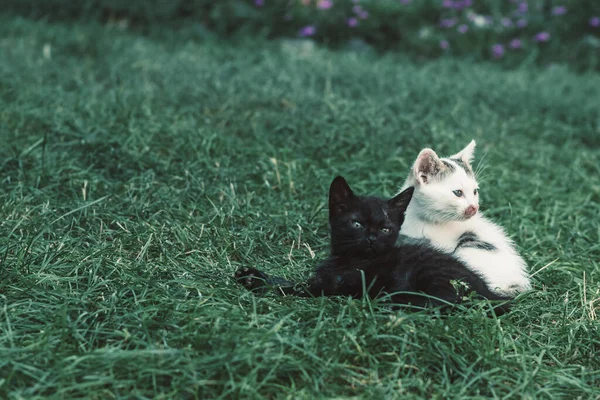Милые Кошки Играют Вместе Зеленой Траве — стоковое фото