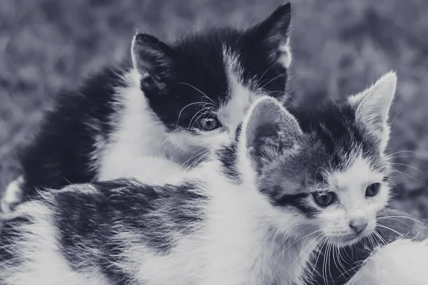Schattig Kat Huisdieren Spelen Samen Groen Gras — Stockfoto