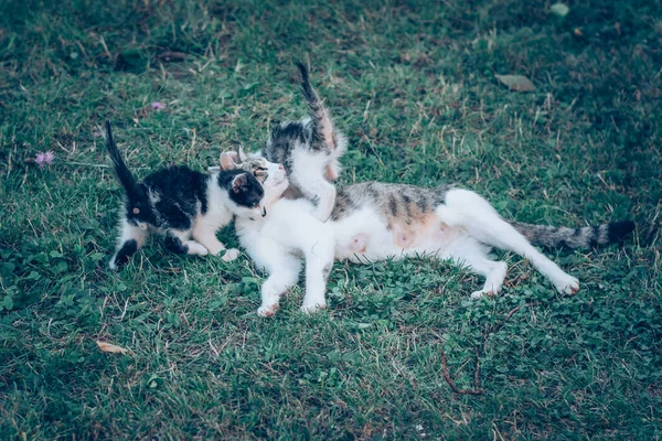 Słodkie Kot Zwierzęta Grać Razem Zielonej Trawie — Zdjęcie stockowe