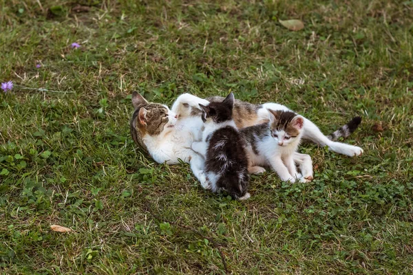 Kedi Emziren Kedi Yavruları Bahçede — Stok fotoğraf