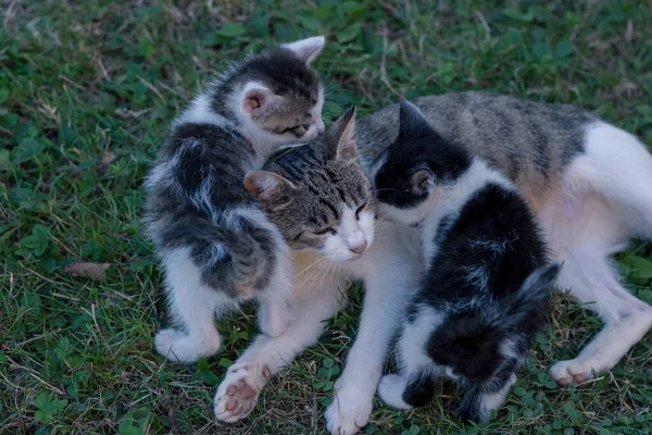 Gato Divertindo Com Bebês Gato Jardim — Fotografia de Stock