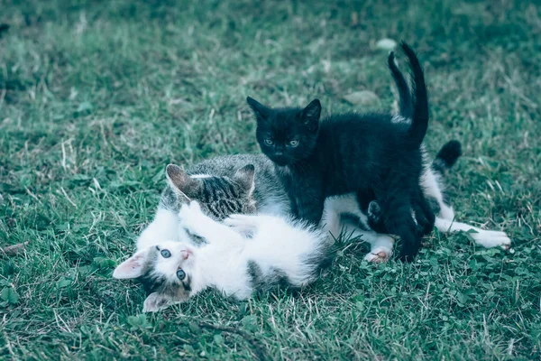 Gato Divertindo Com Bebês Gato Jardim — Fotografia de Stock