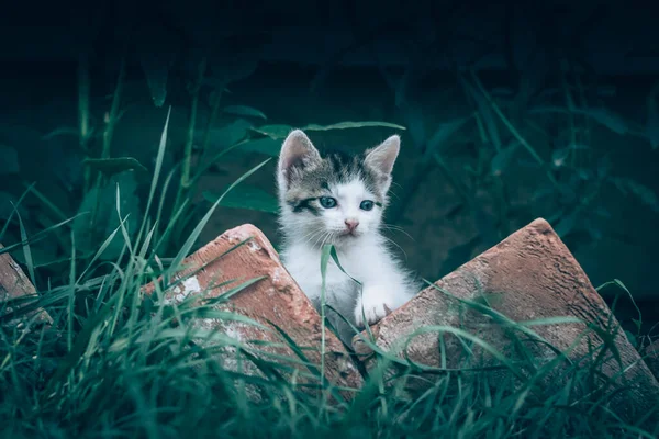 屋外の小さな灰色の白い猫ペット — ストック写真