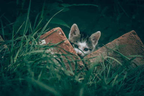 Little Gray White Cat Pet Outdoors Behing Red Bricks — Stock Photo, Image