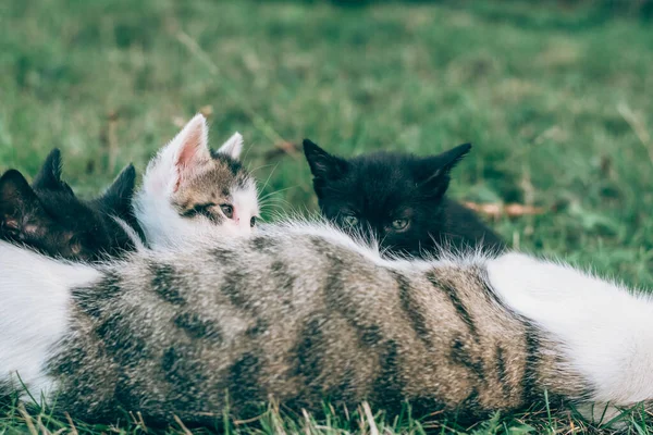 Gato Amamentação Gato Bebês Jardim — Fotografia de Stock