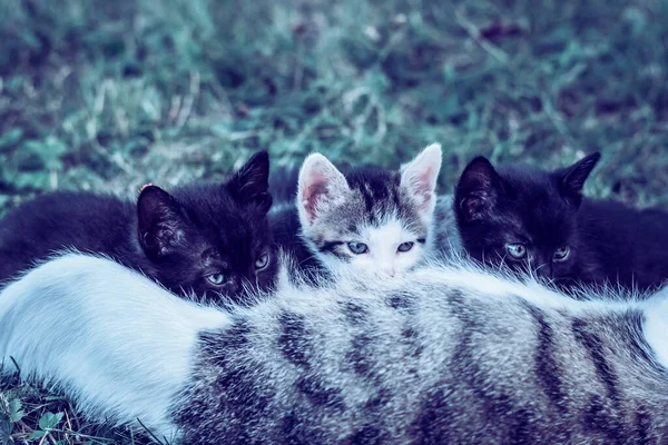 庭で猫の授乳中の猫の赤ちゃん — ストック写真