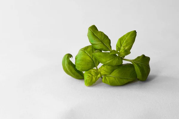 fresh green basil herb isolated